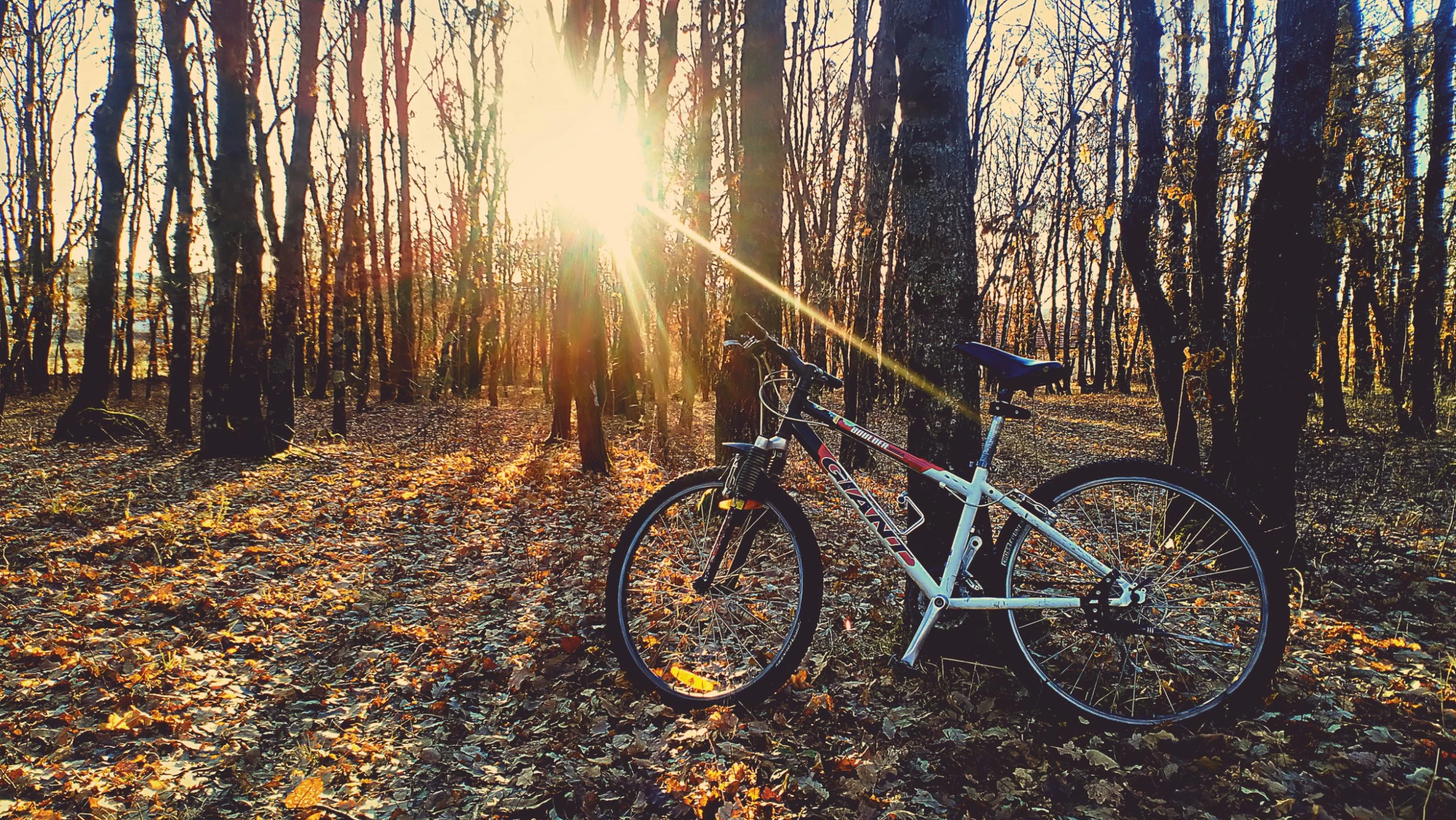 Vélo Soldes 2023 30 Vélo Soldes 2023 -Vélo Soldes 2023 pexels photo 815932 scaled